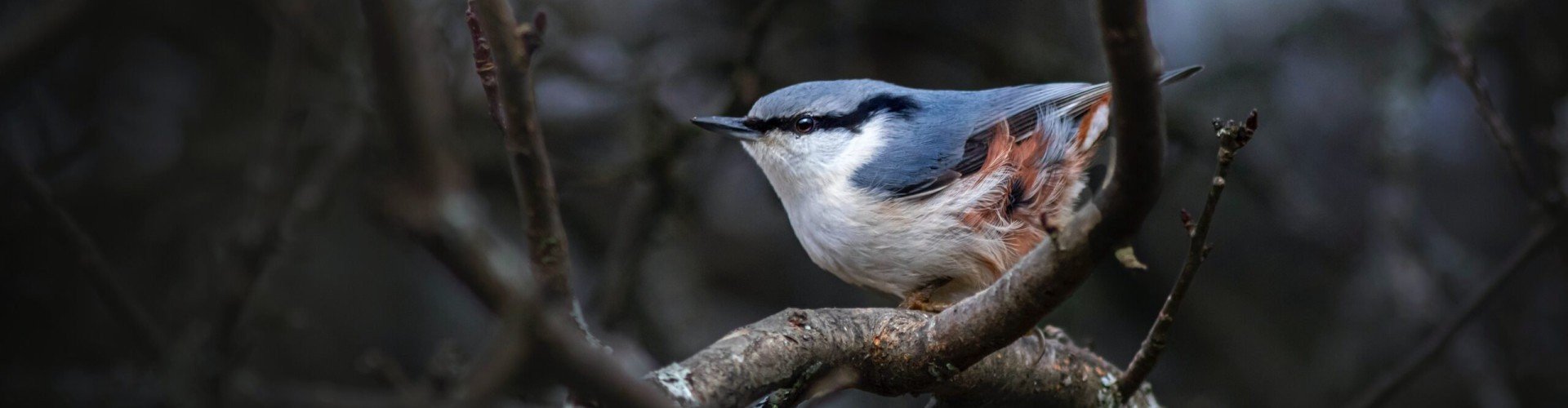 Boomklever 639af668b2d74