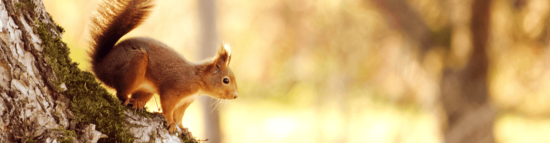 Eekhoorn bos banner