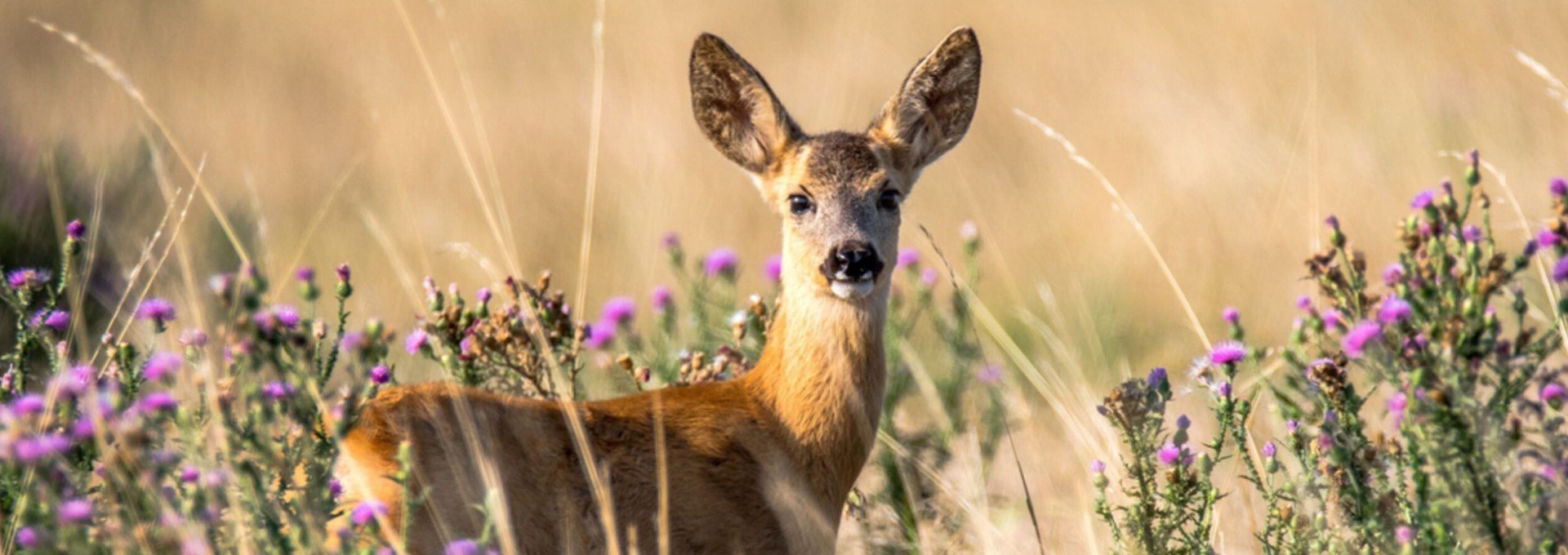 Hert in graspaars 639af6db82faa