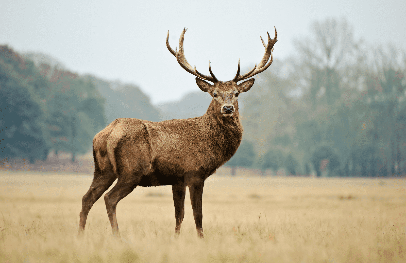 Hert mobiel 638f10cf60047