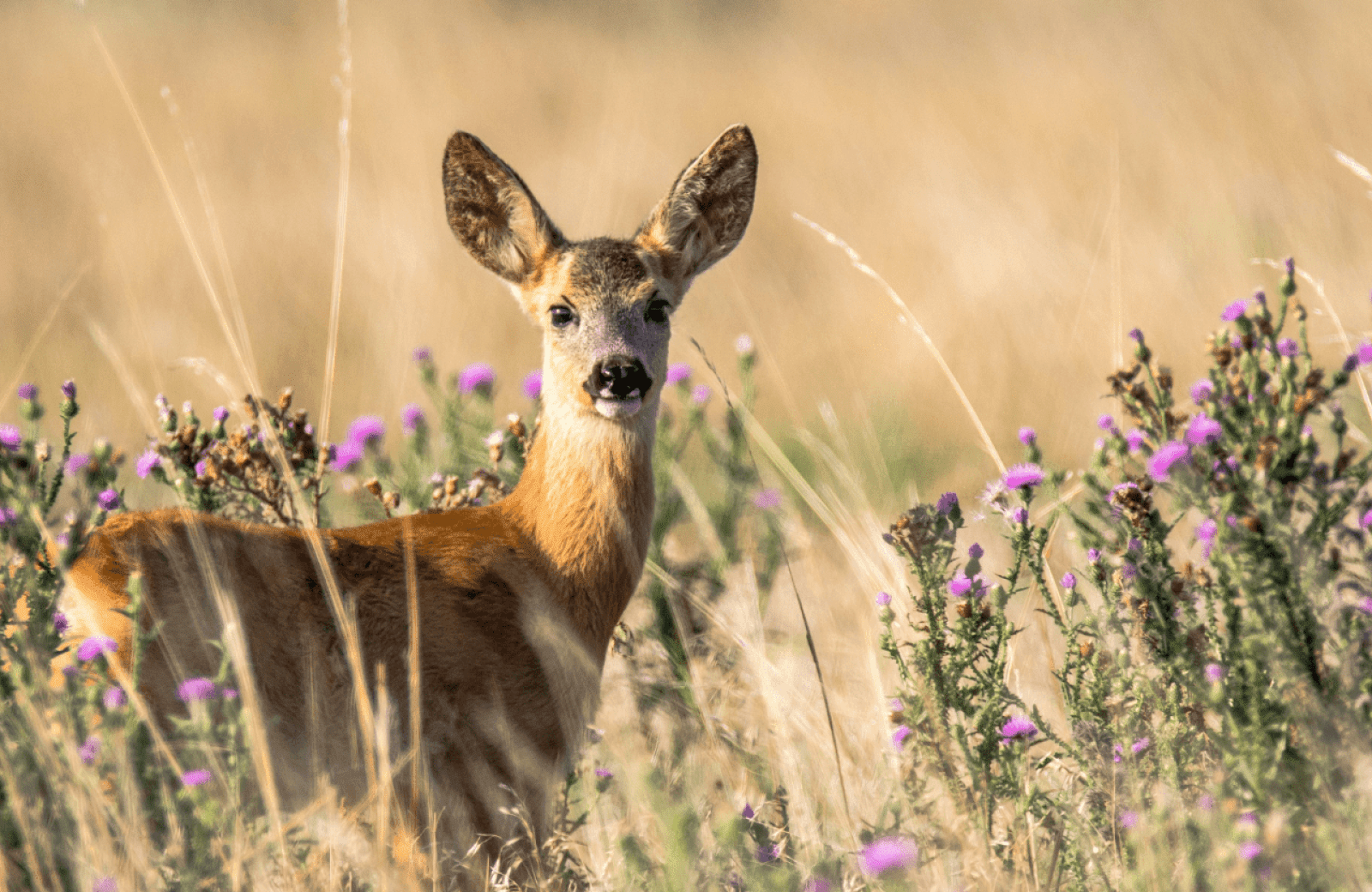 Hert mobiel 639c458b67b45