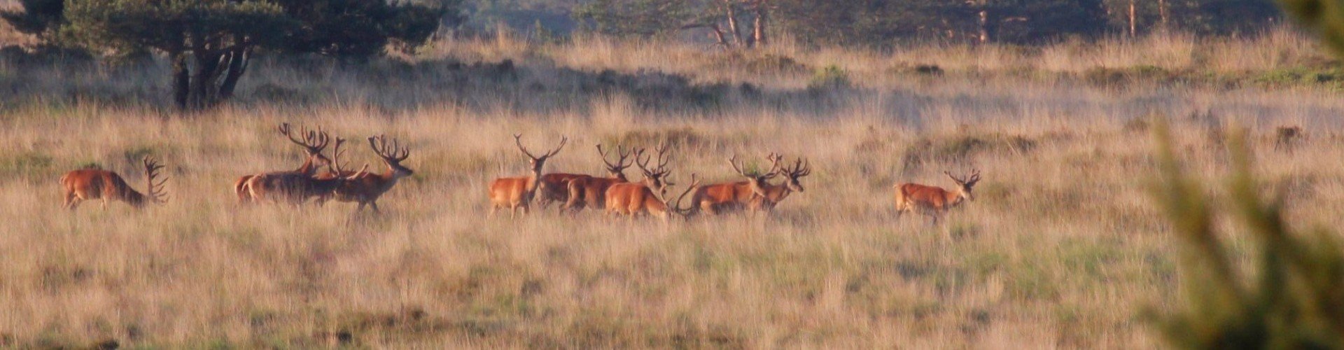 Platte foto zoek en boek