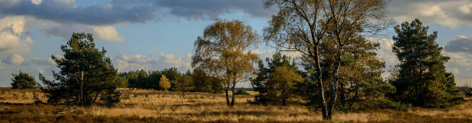 Veluwe lucht