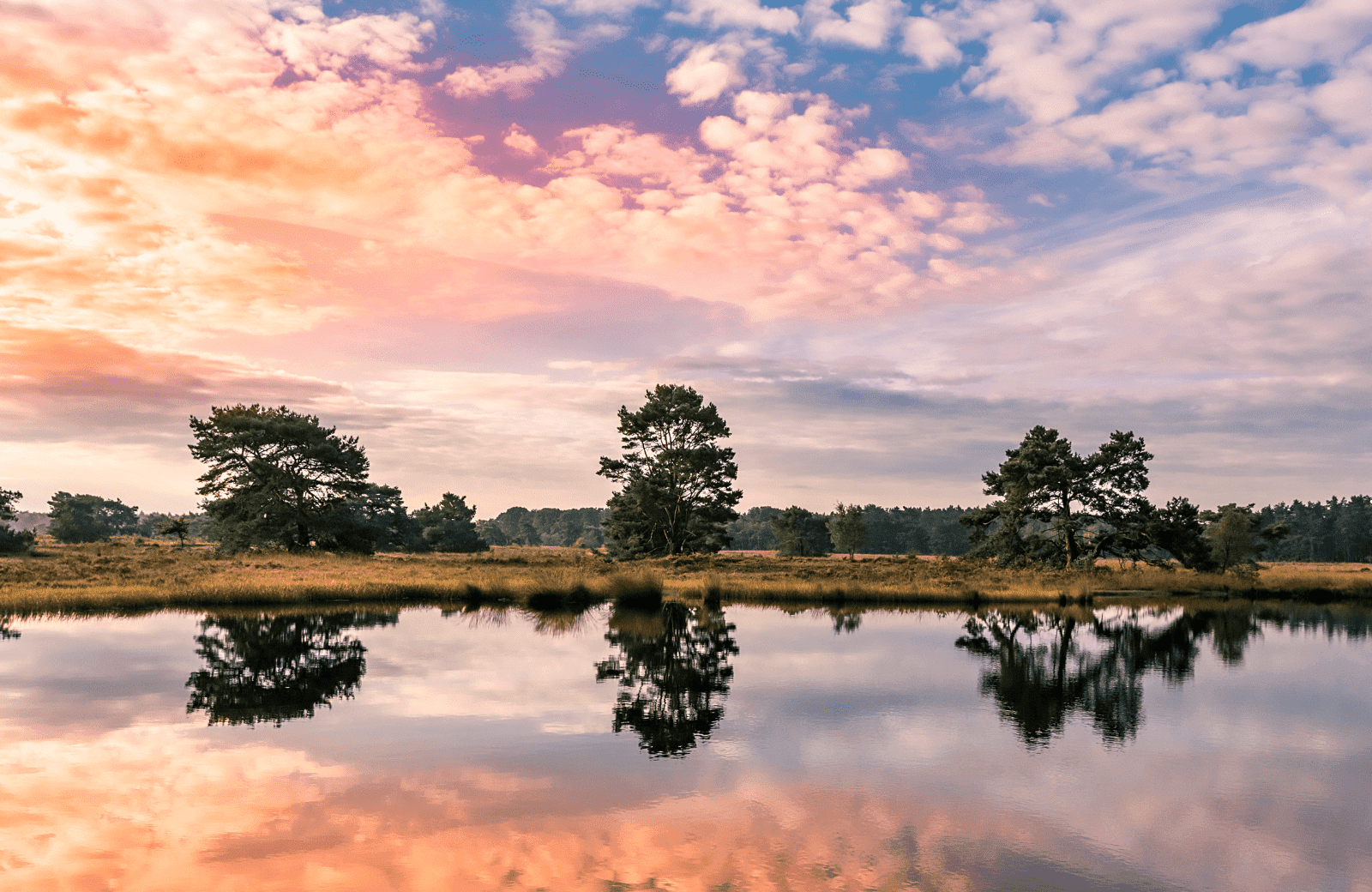 Veluwe roze zonsondergang mobiel